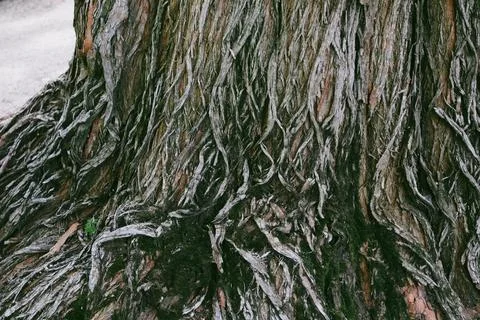 An old ancient tree trunk with grey relief bark texture, pattern. Woodland Foto stock