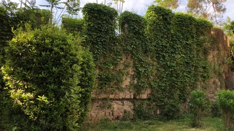 Old ancient wall of Antalya fort castle covered with green wild grape plant Stock Footage 129977168