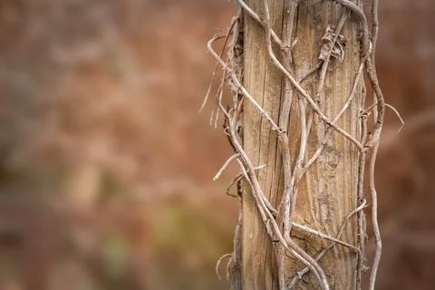 Old and bare tree trunk with climbing vines Stock Photos