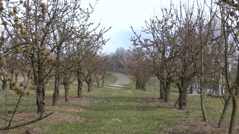 The old and completely dry tree. apple trees. old apple orchard. dry trees Video stock 129133273