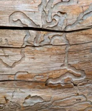 Old and corroded tree trunk Stock Photos