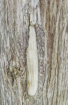 Old and damaged tree bark in nature Stock Photos