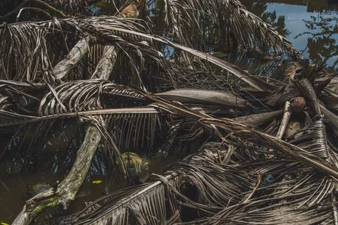 The Old and Dead of Coconut trees in the riverside. Stock Photos