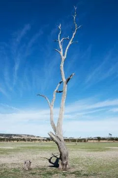 Old and dead tree Fotos Stock