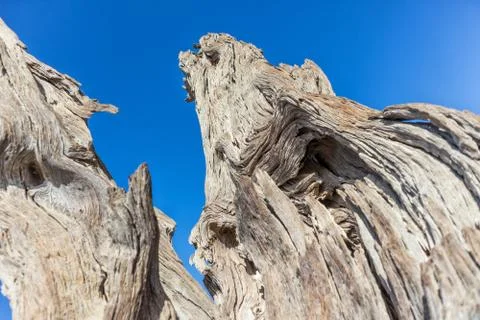 Old and dead tree trunk. Foto stock