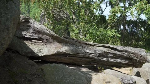 An old and dried log of a beech tree Stock Footage 318603154