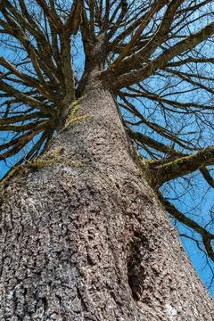 Old and high tree with bare branches from bottom to top Photos