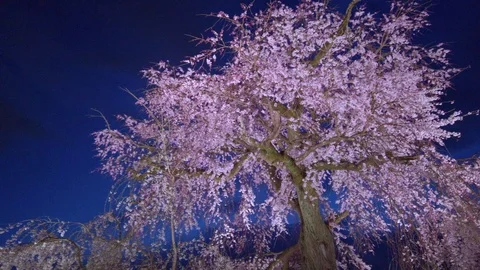 Old and huge cherry tree blossom Stock Footage 112054319