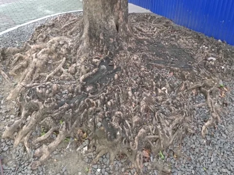 Old and Huge Tree Roots in the Middle of the City Street Stock Footage 242673102