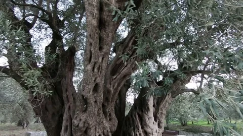 Old and large olive tree in Akhisar, Manisa, Turkey. Stock Footage 249988290