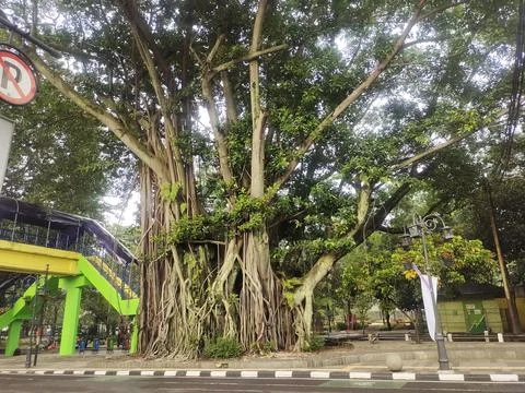 An old and large tree Stock Photos
