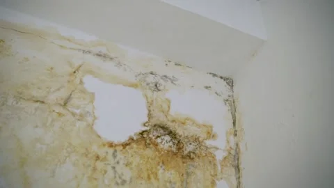 Old and moldy wall with rust and bacteria due to water leaks causing stains Stock Footage 157493951