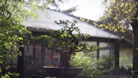 Old and mysterious Bonsai tree during sunset in a Japanese botanical garden Stock Footage 314809499