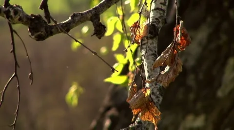 Old and new 動画素材 6929921