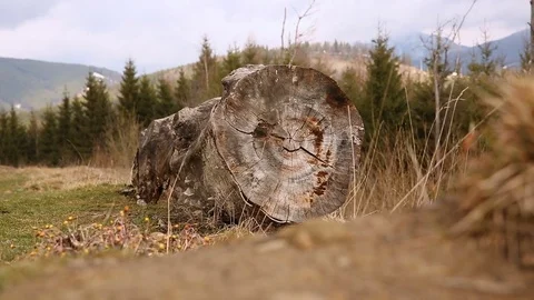 Old and rotten wood lying on the ground Stock Footage