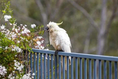 An old and seemingly worn out cockatoo taking a rest Stock Photos