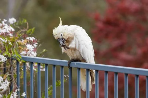 An old and seemingly worn out cockatoo taking a rest Foto stock