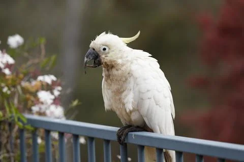 An old and seemingly worn out cockatoo taking a rest Stock Photos