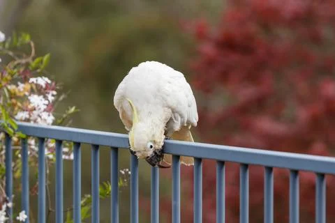 An old and seemingly worn out cockatoo taking a rest Foto stock