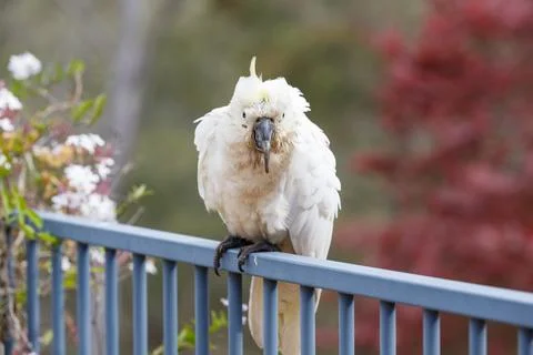 An old and seemingly worn out cockatoo taking a rest Stock Photos