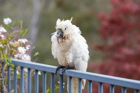 An old and seemingly worn out cockatoo taking a rest 写真素材