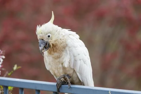 An old and seemingly worn out cockatoo taking a rest Foto stock