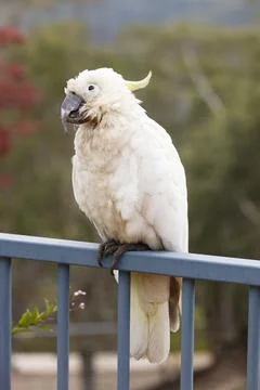 An old and seemingly worn out cockatoo taking a rest 写真素材
