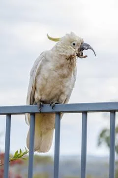 An old and seemingly worn out cockatoo taking a rest Foto stock