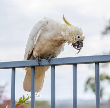An old and seemingly worn out cockatoo taking a rest Stock Photos