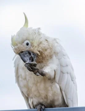 An old and seemingly worn out cockatoo taking a rest Stock Photos