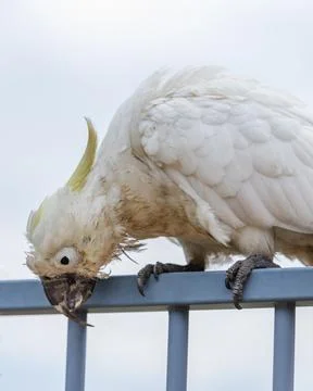 An old and seemingly worn out cockatoo taking a rest Foto stock