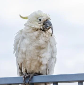An old and seemingly worn out cockatoo taking a rest Stock Photos