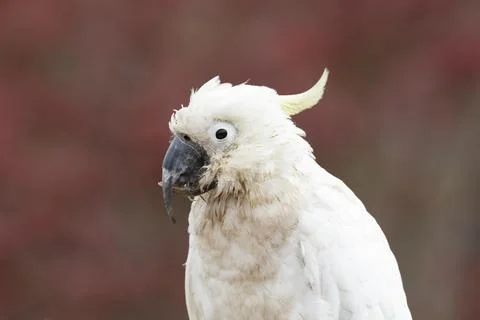 An old and seemingly worn out cockatoo taking a rest Stock Photos