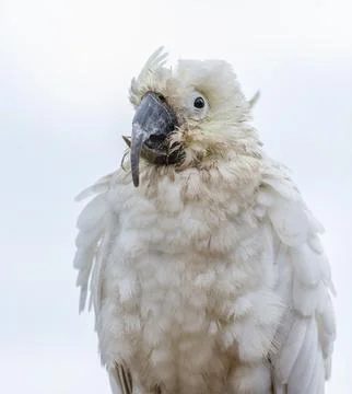 An old and seemingly worn out cockatoo taking a rest Stock Photos