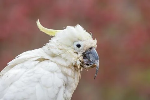 An old and seemingly worn out cockatoo taking a rest Stock Photos