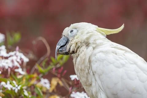 An old and seemingly worn out cockatoo taking a rest Stock Photos