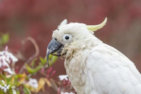 An old and seemingly worn out cockatoo taking a rest Stock Photos