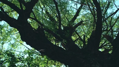 The old and weathered tree sprouts in spring. 動画素材 294028910