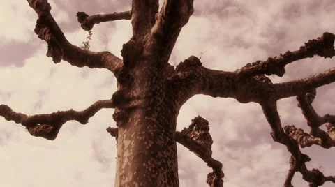 Old and wise. Gothic tree, fantasy mood. Stock-Footage 34358293