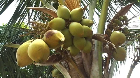 Old and young bunch of coconut fruit on the tree Stock Footage 121739552