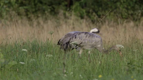 Old and young crane foraging on the meadow, summer 4K Stock Footage 168763782