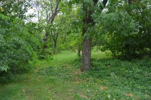 Old and young trees, large shrubs and grass grow in a green clearing after rain. Stockfoto's