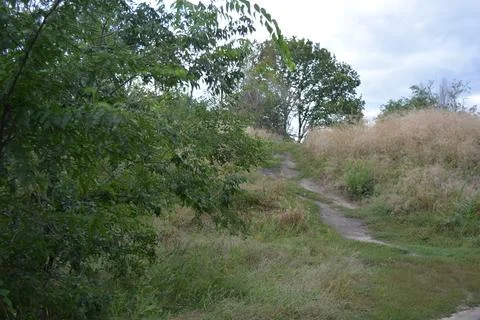 Old and young trees, large shrubs and grass grow in a green clearing after rain. Fotos de archivo