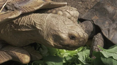 Old and young turtles eating. 4k, recorded in 50fps Stock Footage 113115051