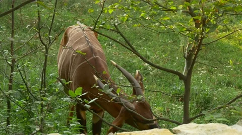 An Old Antelope Eats Leaves of a Bushes Stock Footage 67819082