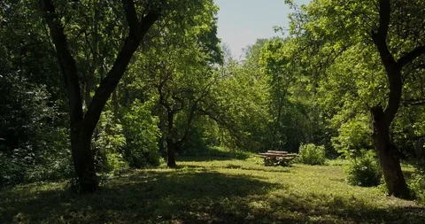 Old Apple Orchard. 4K Drone Footage Stock Footage 102254352