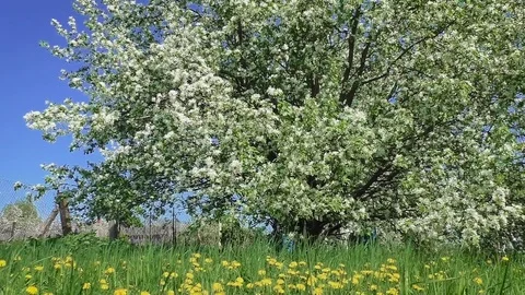 Old Apple Orchard in bloom Stock Footage 73498659