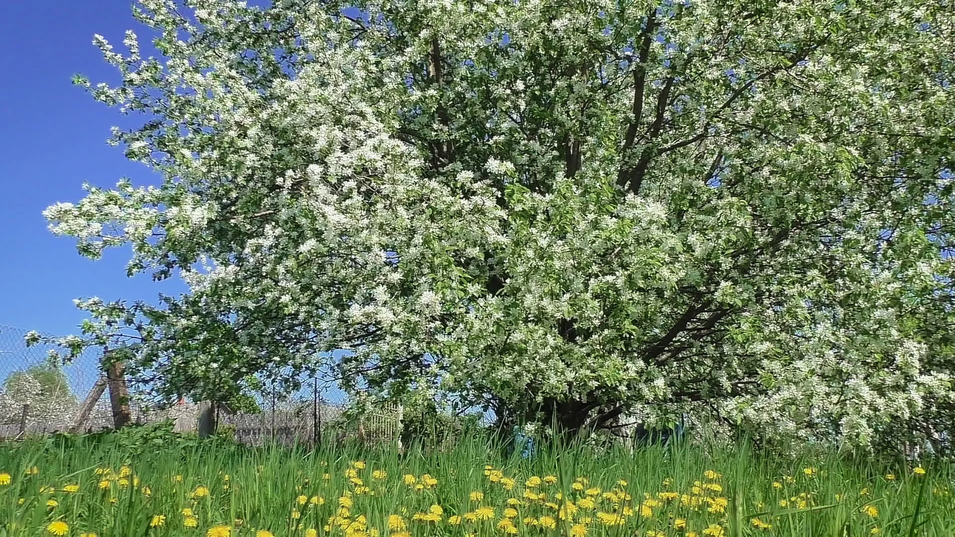 old-apple-orchard-bloom-footage-073498659_prevstill.jpeg