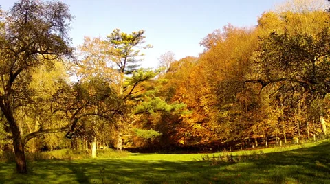 Old apple orchard. Stock Footage 32680190