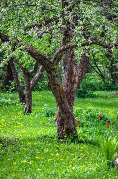 The old Apple Orchard in springtime, close-up Stock Photos